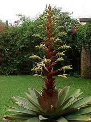 وریزیا ایمپریالیس